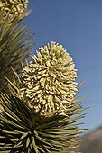 Joshua Tree (Yucca brevifolia). Lovell Canyon south west of Las Vegas. Nevada USA