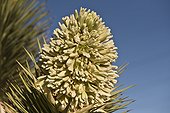 Joshua Tree (Yucca brevifolia). Lovell Canyon south west of Las Vegas. Nevada USA