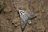 Leopard Moth (Zeuzera pyrina). Kværkeby mose, Denmark in July
