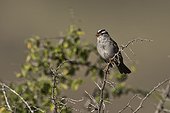 White-crowned sparrow (Zonotrichia leucophrys). McDowell Sonoran Preserve Tom's Thumb Trailhead, Scottsdale, Phoenix Arizona, USA