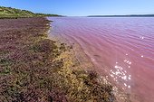 Pink Lake Region Kalbarri (Port Gregory), Western Australia. The pink color is related to the combined presence of algae : Dunalella sailina and a cyanobacterium : Haloarchaea cutirubrum that mass produce protective pigments against UV
