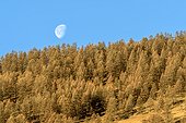 Gibbous moon above a larch forest, Molines Region, Queyras, Alpes, France