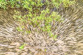 Pneumatophores of mangroves - Ningaloo Marine Park -Western Australia, The pneumatophores allow mangroves (Avicennia marina, Rhyzophora stylosa.) To breathe in the mud of the mangroves. Mangroves are a very fragile and original ecosystem, threatened worldwide .