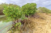 Mangrove : stilt roots and pneumatophores - Ningaloo Marine Park - Western Australia, the stilt roots of mangroves Rhyzophora stylosa enable them to withstand the tides in the mud of the mangroves. Mangroves are a very fragile and original ecosystem , threatened worldwide .
