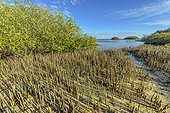 Pneumatophores of mangroves - Ningaloo Marine Park -Western Australia, The pneumatophores allow mangroves (Avicennia marina, Rhyzophora stylosa.) To breathe in the mud of the mangroves. Mangroves are a very fragile and original ecosystem, threatened worldwide .