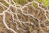 Pneumatophores and branches of mangroves - Ningaloo Marine Park -Western Australia, The pneumatophores allow mangroves (Avicennia marina, Rhyzophora stylosa.) To breathe in the mud of the mangroves. Mangroves are a very fragile and original ecosystem, threatened worldwide .