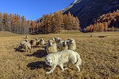 Pyrenean Mountain Dog protecting his flock of sheep and lambs , Averolle ( Bessans ) , Haute Maurienne , Alps, France