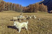Pyrenean Mountain Dog protecting his flock of sheep and lambs , Averolle ( Bessans ) , Haute Maurienne , Alps, France