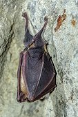 Lesser Horseshoe Bat ( Rhinolophus hipposideros ) in hibernation , Asphalt Abandoned mine in Bugey , Ain, France