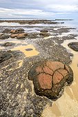 Stromatolites à marée basse - Hamelin Pool - Shark Bay - Australie Occidentale