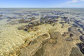Stromatolites à marée basse - Hamelin Pool - Shark Bay - Australie Occidentale