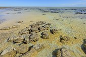 Stromatolites à marée basse - Hamelin Pool - Shark Bay - Australie Occidentale