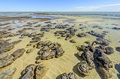 Stromatolites à marée basse - Hamelin Pool - Shark Bay - Australie Occidentale