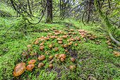 Golden Orange Tricholoma (Tricholoma aurantium), Hudge thrust after the rain in a forest of Jura , France