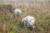 India, Assam, Kaziranga national park, Unesco World Heritage, indian rhinoceros (Rhinoceros unicornis), meeting with rhinos during an elephant safari