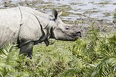 India, Assam, Kaziranga national park, Unesco World Heritage, indian rhinoceros (Rhinoceros unicornis)