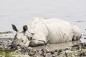 India, Assam, Kaziranga national park, Unesco World Heritage, indian rhinoceros (Rhinoceros unicornis), bathing