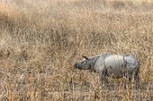 India, Assam, Kaziranga national park, Unesco World Heritage, indian rhinoceros (Rhinoceros unicornis)