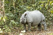 India, Assam, Kaziranga national park, Unesco World Heritage, indian rhinoceros (Rhinoceros unicornis)