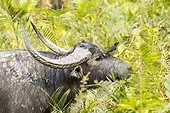 India, Assam, Kaziranga national park, Unesco World Heritage, indian buffalo (Bubalus arnee), male