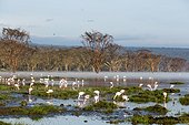 Kenya, Nakuru national park, lac Nakuru, some flamingos on the lake full of water