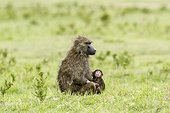 Kenya, Masai-Mara game reserve, Olive baboon (Papio hamadryas anubis), female carrying its baby