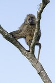 Kenya, Masai-Mara game reserve, Olive baboon (Papio hamadryas anubis), male