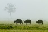 Kenya, Masai-Mara game reserve, buffalo (Syncerus caffer), under the rain