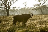 Kenya, Nakuru national park, buffalo (Syncerus caffer) at sunrise