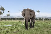 Kenya, Masai-Mara Game Reserve, Musiara marsh, Elephant (Loxodonta africana), male with radio collar
