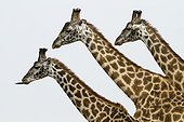 Kenya, Masai-Mara Game Reserve, Girafe masai (Giraffa camelopardalis)