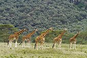Kenya, Nakuru national park, Baringo giraffe (Giraffa cameleopardalis), herd