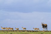 Kenya, Masai-Mara game reserve, Cape Elan (Taurotragus oryx), male and impalas