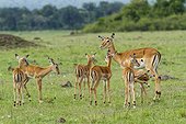 Kenya, Masai-Mara game reserve, Impala (Aepyceros melampus), fawns
