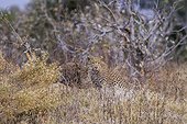 Botswana, Khwai River game reserve, leopard (Panthera pardus), female and cub