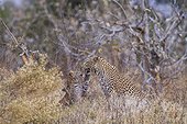 Botswana, Khwai River game reserve, leopard (Panthera pardus), female and cub