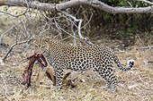 Botswana, Khwai River game reserve, leopard (Panthera pardus), female and its prey