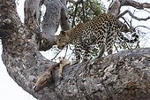 Botswana, Khwai River game reserve, leopard (Panthera pardus), female and its prey