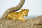 Lion (Panthera leo), lionceau sur un tronc, Reserve de Masai-Mara, Kenya