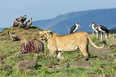 Kenya, Masai-Mara game reserve, lion (Panthera leo), female eating