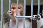 Macaque in captivity. Zoo Yerevan, Armenia