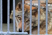 Wolf in captivity. Zoo Yerevan, Armenia