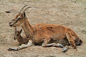 Chèvre égagre (Capra aegagrus), femelle et jeune