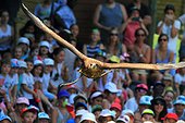 Juvenile eagle in flight. Les aigles du Léman, France