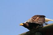 Steller's Sea Eagle (Haliaeetus pelagicus), Les Aigles du Léman, France