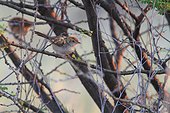 Rattling cisticola (Cisticola chiniana) on a branch