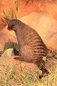 Banded mongoose (Mungos mungos) on rock