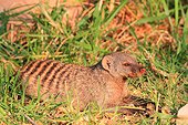 Banded mongoose (Mungos mungos) at rest