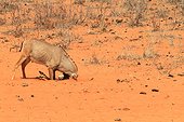 Roan antelope (Hippotragus equinus) head on sand