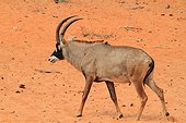 Roan antelope (Hippotragus equinus) walking on sand